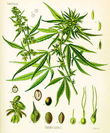 marijuana-cannabis_sativa