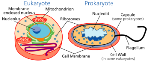 cell-types