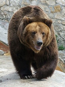 bear-brown