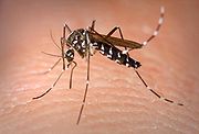 asian-tiger-mosquito