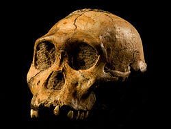 Australopithecus_sediba