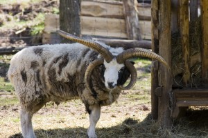 Four-horned-sheep
